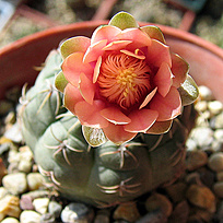 Нажмите на изображение для увеличения.

Название:	Gymnocalycium baldianum1.jpg
Просмотров:	491
Размер:	226.6 Кб
ID:	525390