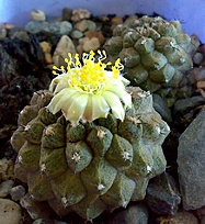 Нажмите на изображение для увеличения.

Название:	Copiapoa hypogaea ‘Lizard skin’   (Bercht).jpg
Просмотров:	565
Размер:	220.4 Кб
ID:	525398
