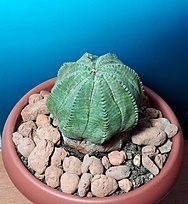 Нажмите на изображение для увеличения.

Название:	Euphorbia  obesa 18 лет.jpg
Просмотров:	183
Размер:	223.0 Кб
ID:	525400