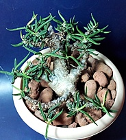 Нажмите на изображение для увеличения.

Название:	Euphorbia cylindrifolia ssp.tuberifera 13 лет.jpg
Просмотров:	208
Размер:	252.1 Кб
ID:	525402