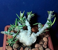 Нажмите на изображение для увеличения.

Название:	Euphorbia cylindrifolia ssp.tuberifera.jpg
Просмотров:	205
Размер:	233.1 Кб
ID:	525403