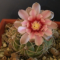 Нажмите на изображение для увеличения.

Название:	Gymnocalycium platense.jpg
Просмотров:	468
Размер:	137.8 Кб
ID:	525438