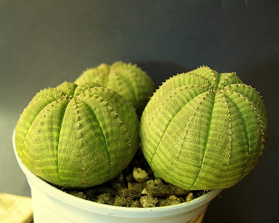 Нажмите на изображение для увеличения.

Название:	Euphorbia obesa.jpg
Просмотров:	238
Размер:	211.1 Кб
ID:	525522