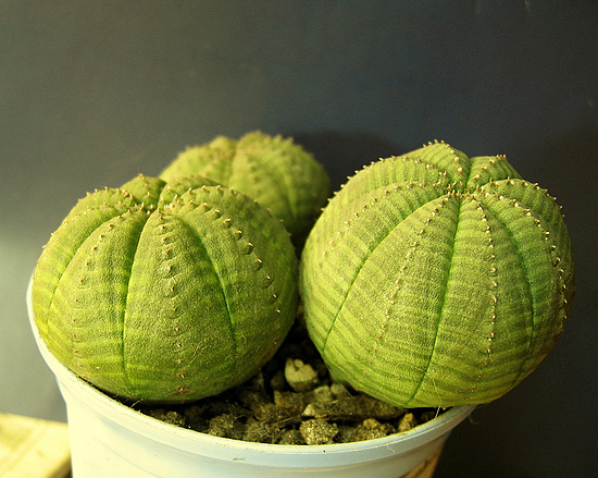Нажмите на изображение для увеличения.

Название:	Euphorbia obesa.jpg
Просмотров:	289
Размер:	211.1 Кб
ID:	525522