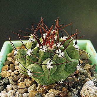Нажмите на изображение для увеличения.

Название:	Thelocactus  rinconensis “ Jaroslav Zwak “.jpg
Просмотров:	318
Размер:	487.6 Кб
ID:	525630