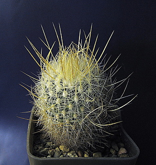 Нажмите на изображение для увеличения.

Название:	Thelocactus macdowellii.jpg
Просмотров:	273
Размер:	436.4 Кб
ID:	525632