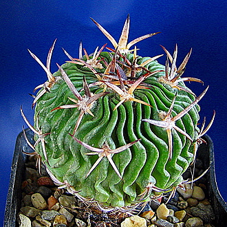 Нажмите на изображение для увеличения.

Название:	Echinofossulocactus hastatus.jpg
Просмотров:	386
Размер:	455.4 Кб
ID:	525641
