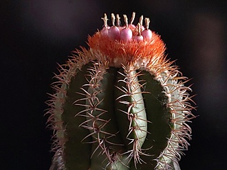 Нажмите на изображение для увеличения.

Название:	Melocactus matanzanus 4.008.jpg
Просмотров:	661
Размер:	152.2 Кб
ID:	525744