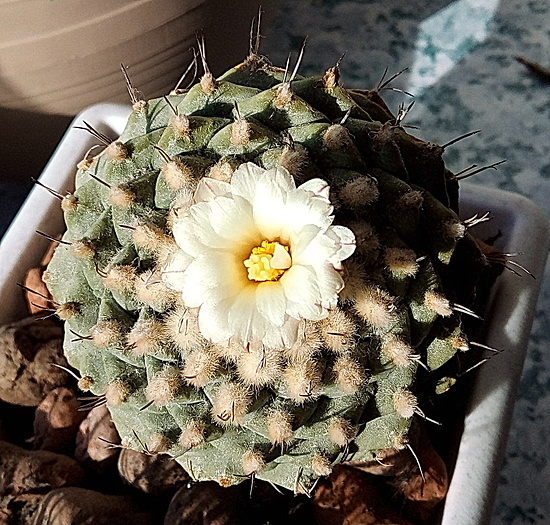 Нажмите на изображение для увеличения.

Название:	Strombocactus  disciformis.jpg
Просмотров:	890
Размер:	335.9 Кб
ID:	525965