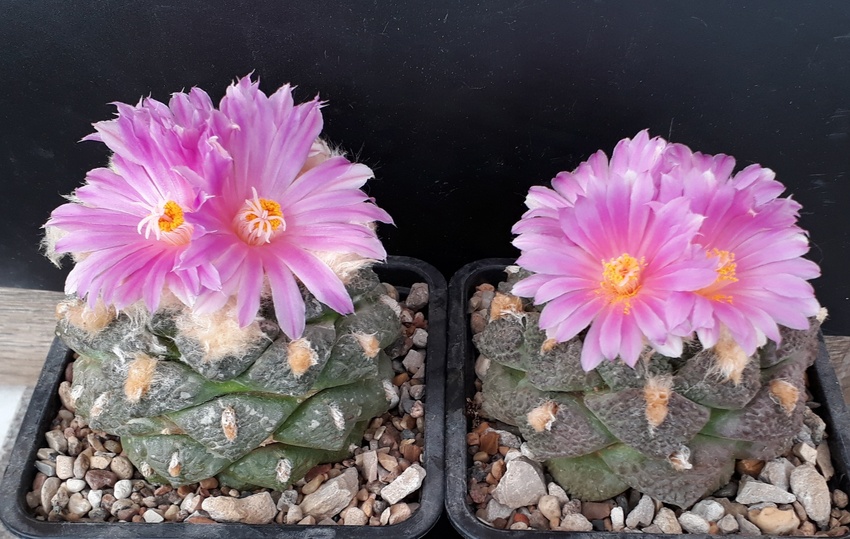 Нажмите на изображение для увеличения.

Название:	Ariocarpus fissuratus var. lloydii....jpg
Просмотров:	322
Размер:	196.1 Кб
ID:	526321