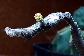 Нажмите на изображение для увеличения.

Название:	Euphorbia platyclada.jpg
Просмотров:	252
Размер:	112.2 Кб
ID:	526334