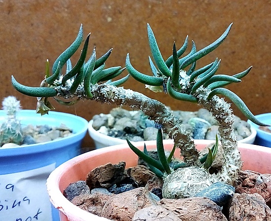 Нажмите на изображение для увеличения.

Название:	Euphorbia cylindrifolia ssp. cylindrifolia.jpg
Просмотров:	258
Размер:	267.8 Кб
ID:	526333