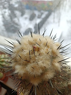 Нажмите на изображение для увеличения.

Название:	IMG_20240120_121232.jpg
Просмотров:	501
Размер:	159.6 Кб
ID:	526351