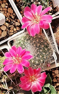 Нажмите на изображение для увеличения.

Название:	Rebutia violaciflora.jpg
Просмотров:	556
Размер:	238.7 Кб
ID:	526762