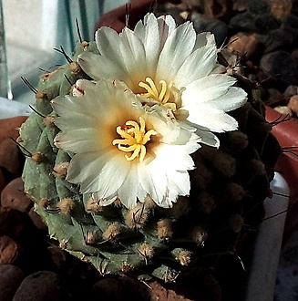Нажмите на изображение для увеличения.

Название:	Strombocactus  disciformis.jpg
Просмотров:	571
Размер:	263.0 Кб
ID:	526777