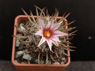 Нажмите на изображение для увеличения.

Название:	Turbinicarpus schmiedickeanus 4.004.jpg
Просмотров:	961
Размер:	131.0 Кб
ID:	526854
