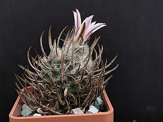 Нажмите на изображение для увеличения.

Название:	Turbinicarpus schmiedickeanus 4.003.jpg
Просмотров:	962
Размер:	164.8 Кб
ID:	526855