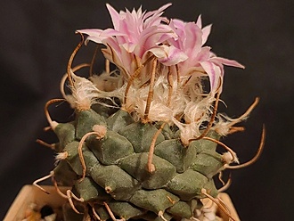 Нажмите на изображение для увеличения.  Название:	Turbinicarpus schwarzii v.rubriflora 1.004.jpg Просмотров:	0 Размер:	171.9 Кб ID:	526900