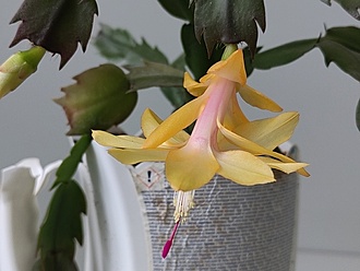 Нажмите на изображение для увеличения.

Название:	Zigocactus x2 003.jpg
Просмотров:	396
Размер:	138.0 Кб
ID:	527180