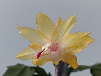 Нажмите на изображение для увеличения.

Название:	Zigocactus x2 004.jpg
Просмотров:	394
Размер:	119.2 Кб
ID:	527181