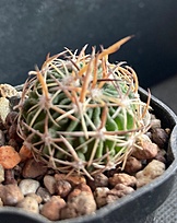 Нажмите на изображение для увеличения.

Название:	Efc. dichroacanthus NAGL82.010.jpg
Просмотров:	511
Размер:	185.6 Кб
ID:	527387