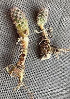 Нажмите на изображение для увеличения.

Название:	Pygmaeocereus akersii.jpg
Просмотров:	560
Размер:	323.7 Кб
ID:	527399