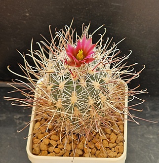 Нажмите на изображение для увеличения.

Название:	Sclerocactus nyensis RP137 Silver Peak, NV-.jpg
Просмотров:	794
Размер:	273.2 Кб
ID:	527509