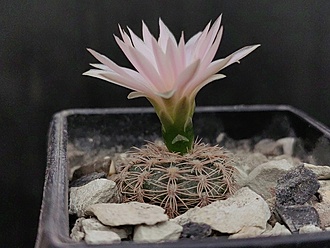 Нажмите на изображение для увеличения.

Название:	Gymnocalycium bruchii ssp. shimadae VG 520 002.jpg
Просмотров:	527
Размер:	173.1 Кб
ID:	527607