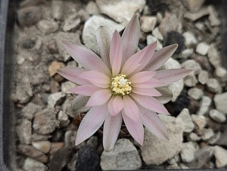 Нажмите на изображение для увеличения.

Название:	Gymnocalycium bruchii ssp. shimadae VG 520 003.jpg
Просмотров:	466
Размер:	171.7 Кб
ID:	527608