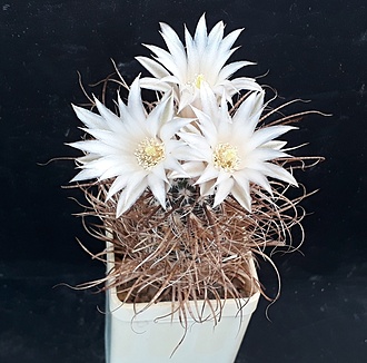 Нажмите на изображение для увеличения.

Название:	Scl.papyracantha SB330 Sandoval Co, NM, brown papery spine.jpg
Просмотров:	855
Размер:	220.9 Кб
ID:	527614