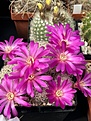 Нажмите на изображение для увеличения.

Название:	IMG_0651.jpg
Просмотров:	456
Размер:	238.7 Кб
ID:	528716