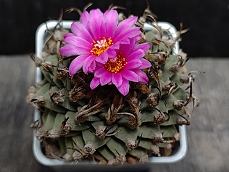 Нажмите на изображение для увеличения.

Название:	Turbinicarpus alansoi  1.007.jpg
Просмотров:	454
Размер:	167.6 Кб
ID:	528731