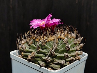 Нажмите на изображение для увеличения.

Название:	Turbinicarpus alansoi  1.006.jpg
Просмотров:	448
Размер:	173.7 Кб
ID:	528732