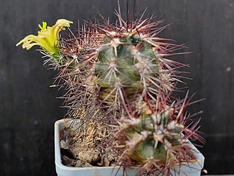 Нажмите на изображение для увеличения.  Название:	Echinocereus viridiflorus v.davisii 1.007.jpg Просмотров:	0 Размер:	202.2 Кб ID:	528876