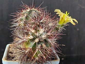 Нажмите на изображение для увеличения.  Название:	Echinocereus viridiflorus v.davisii 1.006.jpg Просмотров:	0 Размер:	215.9 Кб ID:	528877