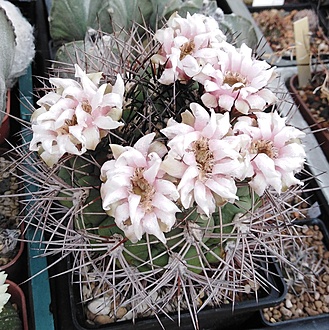 Нажмите на изображение для увеличения.

Название:	Gymnocalycium pflanzii.jpg
Просмотров:	647
Размер:	334.1 Кб
ID:	528946