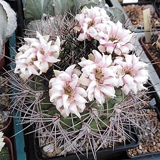 Нажмите на изображение для увеличения.

Название:	Gymnocalycium pflanzii.jpg
Просмотров:	498
Размер:	334.1 Кб
ID:	528946