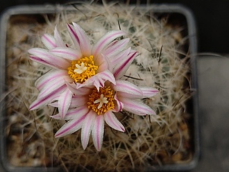 Нажмите на изображение для увеличения.  Название:	Gymnocactus saueri ssp.nelissae MZ 626 1.005.jpg Просмотров:	0 Размер:	160.6 Кб ID:	529053