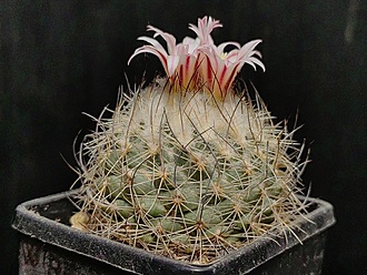 Нажмите на изображение для увеличения.  Название:	Gymnocactus saueri ssp.nelissae MZ 626 1.004.jpg Просмотров:	0 Размер:	223.5 Кб ID:	529054