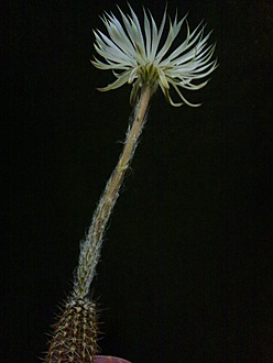 Нажмите на изображение для увеличения.  Название:	Seti-Echinopsis  mirabilis 2.002.jpg Просмотров:	0 Размер:	135.4 Кб ID:	529154