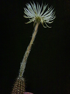 Нажмите на изображение для увеличения.  Название:	Seti-Echinopsis  mirabilis 2.002.jpg Просмотров:	0 Размер:	135.4 Кб ID:	529154