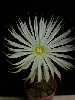 Нажмите на изображение для увеличения.  Название:	Seti-Echinopsis  mirabilis 2.003.jpg Просмотров:	0 Размер:	139.8 Кб ID:	529155