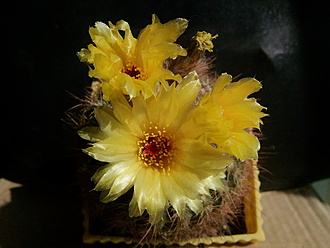 Нажмите на изображение для увеличения.

Название:	Notocactus tabularis 2.006.jpg
Просмотров:	475
Размер:	151.6 Кб
ID:	529187