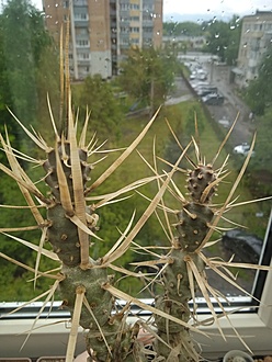 Нажмите на изображение для увеличения.

Название:	IMG_20240511_133056_1.jpg
Просмотров:	480
Размер:	188.6 Кб
ID:	529386