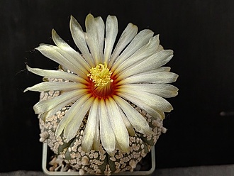 Нажмите на изображение для увеличения.

Название:	Astrophytum asterias cv.”Super cabuto” 3.005.jpg
Просмотров:	296
Размер:	164.9 Кб
ID:	529404