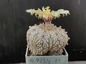 Нажмите на изображение для увеличения.

Название:	Astrophytum asterias cv.”Super cabuto” 3.004.jpg
Просмотров:	328
Размер:	166.8 Кб
ID:	529405