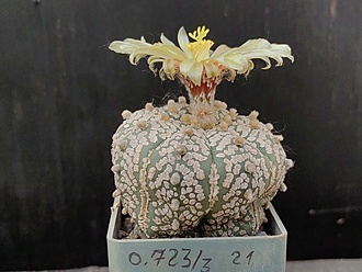 Нажмите на изображение для увеличения.

Название:	Astrophytum asterias cv.”Super cabuto” 3.004.jpg
Просмотров:	290
Размер:	166.8 Кб
ID:	529405