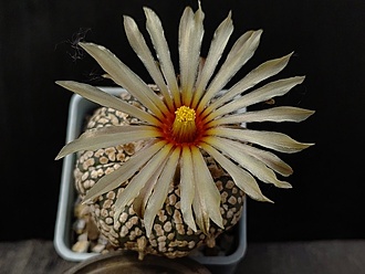 Нажмите на изображение для увеличения.

Название:	Astrophytum asterias cv.''Zebra Supar'' 3.003.jpg
Просмотров:	296
Размер:	149.7 Кб
ID:	529406