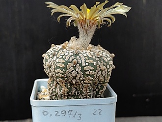 Нажмите на изображение для увеличения.

Название:	Astrophytum asterias cv.''Zebra Supar'' 3.002.jpg
Просмотров:	296
Размер:	148.4 Кб
ID:	529407