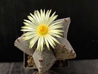 Нажмите на изображение для увеличения.

Название:	Astrophytum myriostigma v.columnare 2.005.jpg
Просмотров:	289
Размер:	144.7 Кб
ID:	529409